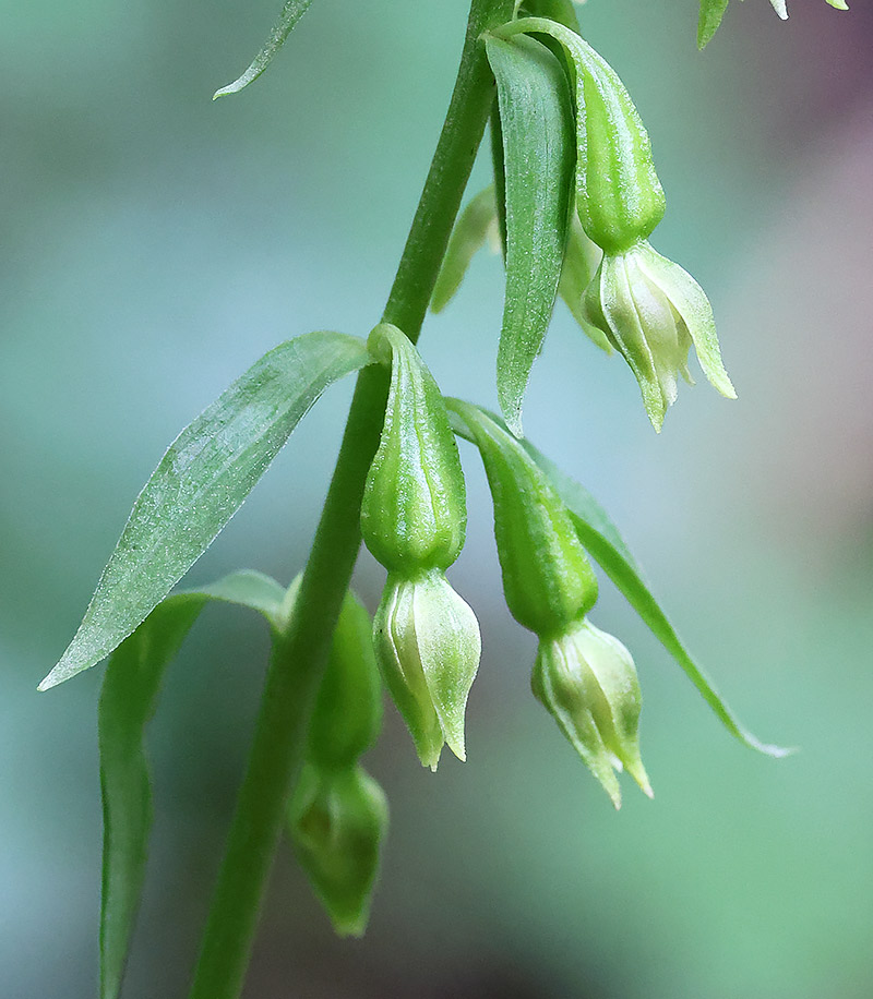 Green-flowered helleborine